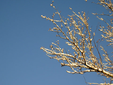 branche sous la neige