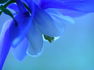 blue spring flower - 544375
