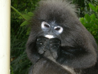singe