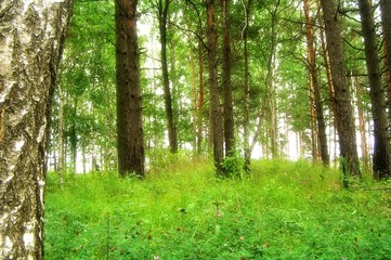 Fototapeta na wymiar dream forest