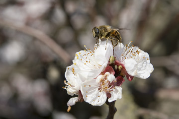 abeille