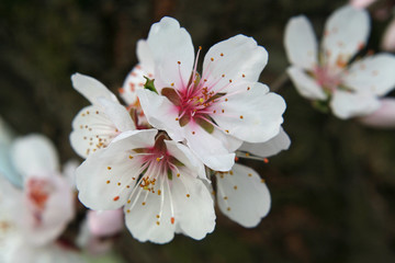 mandelblüte
