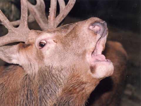 brame du cerf