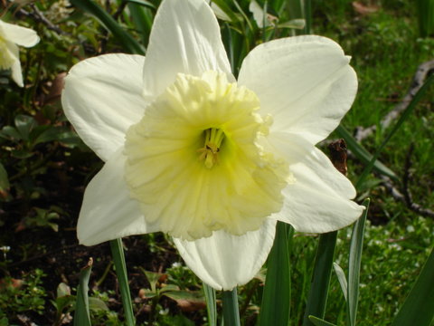 une jonquille