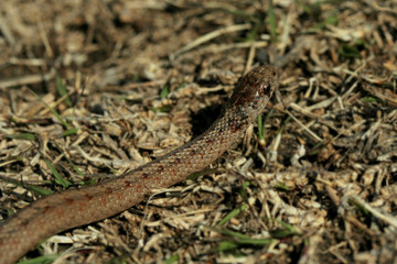 garter snake