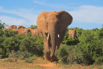 african eephant