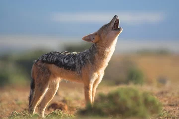 Gordijnen howling jackal © Chris Fourie