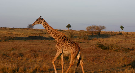 giraffe