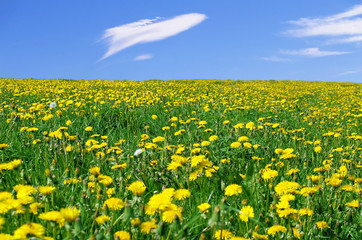 flores amarillas en la pradera