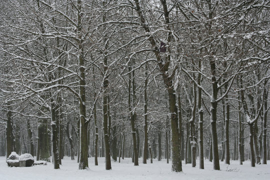 Fototapeta winter scene