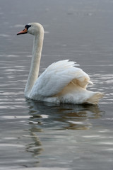 swan