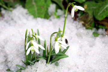 spring flowers.