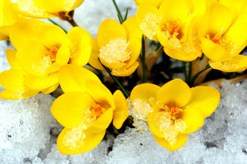 Obraz na płótnie Canvas wiosenne kwiaty.
