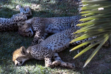 gepard © Claudia