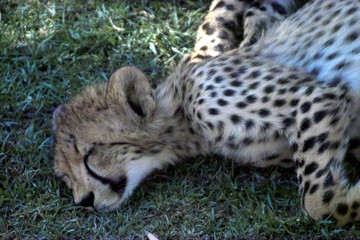 gepard © Claudia