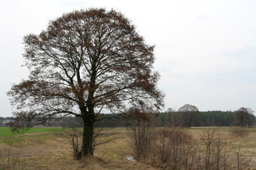 lonely tree
