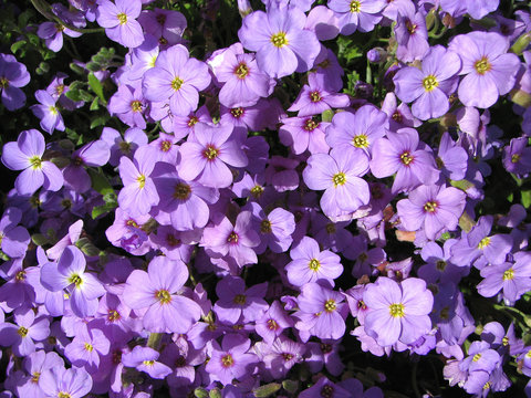 Fototapeta purple flower