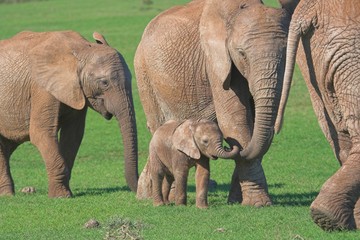 elephant family