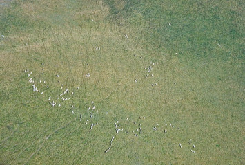 pasture on mount korab in macedonia