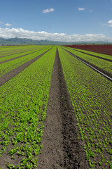 lettuce field landscape: green vertical