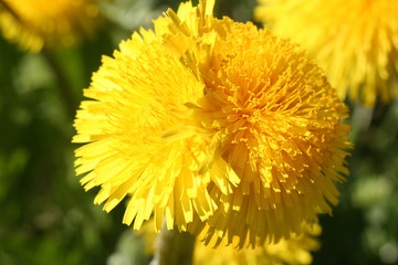dandelion