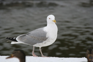 tern