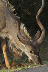 kudu close up