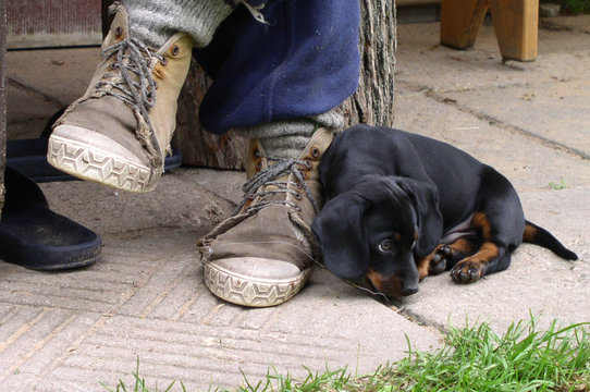 puppy and shoes