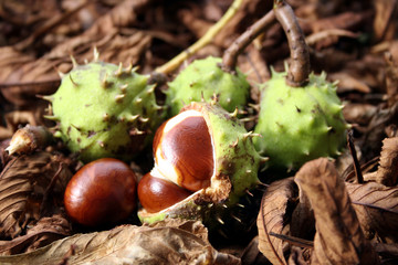 chestnuts
