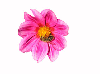 Fototapeta premium flower