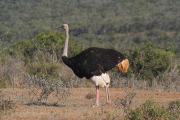 ostrich