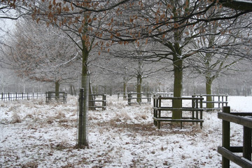 winter snow scene in an english park.