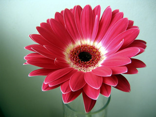 red-white gerbera flower close up on green backgro