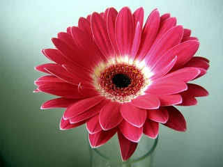 Stickers pour porte Gerbera red-white gerbera flower close up on green backgro