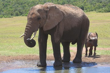 elephant drinking