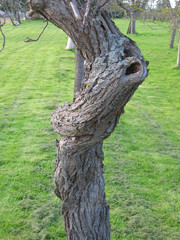 Fototapeta premium twisted trunk