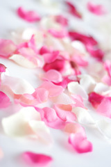  rose petals