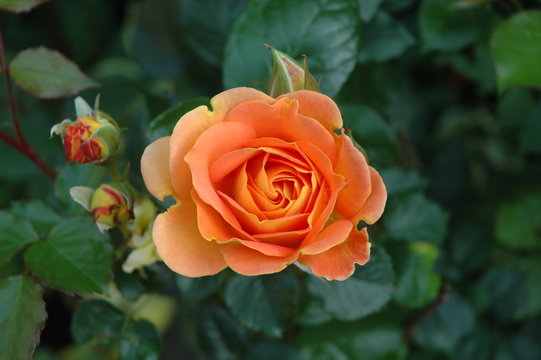 rose lachsfarben