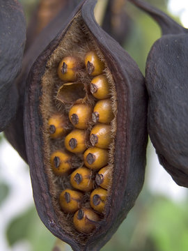 semillas de arbol