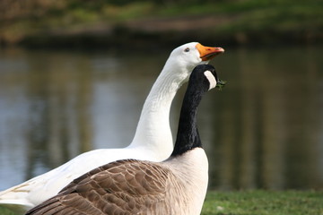 geese