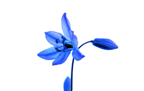 Fototapeta snowdrop