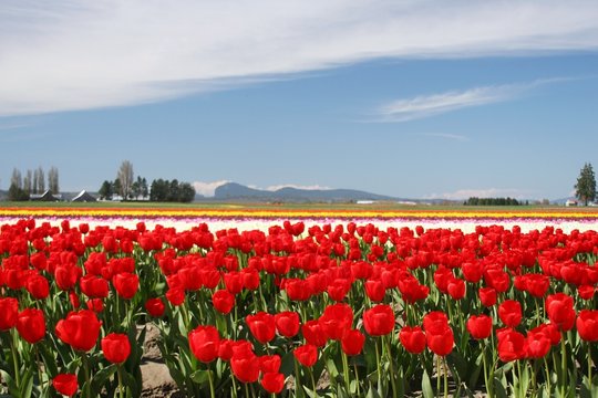 Tulips Skagit Valley