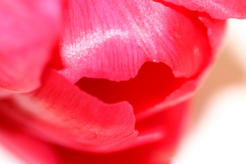 tulpe
