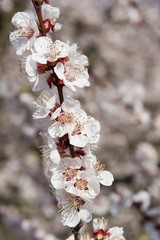 fleurs d'abricotier