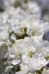 cerisiers en fleurs