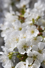 cerisiers en fleurs
