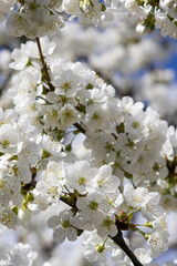 cerisiers en fleurs