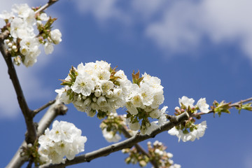 cerisiers en fleurs