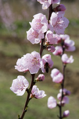 fleurs de pêcher