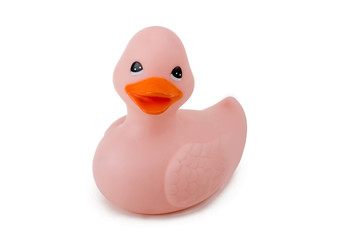 single pink duck isolated on white